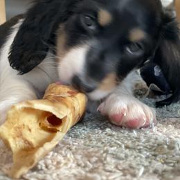 Dachshund Puppies from Meyerhaus (Weenie-Corn Ranch)