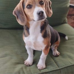 Jenny - Beagle