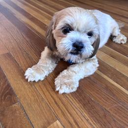 Quesa - Lhasa Apso