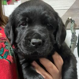 Peppermint Patty - Black female Labrador Retriever puppy in Cleveland, Ohio from Brookside Labrador Retrievers