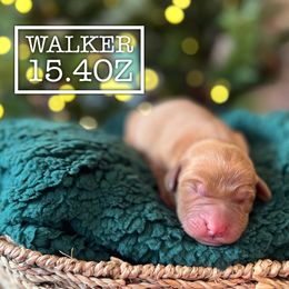 Walker - Yellow male Labrador Retriever puppy in Puyallup, Washington from 12 Door Farm Labradors