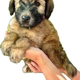 Ranger - Soft Coated Wheaten Terrier puppy from Valleydayle Doodles and Wheatens