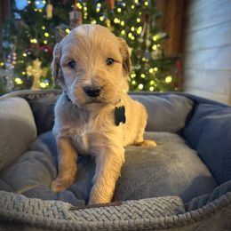 Boy 4- forest green - Apricot male Goldendoodle puppy in Mattawan, Michigan from Doodifuldoods