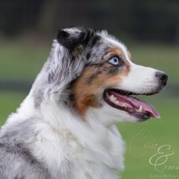 Sybill - Miniature Australian Shepherd