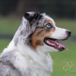 Sybill - Miniature Australian Shepherd