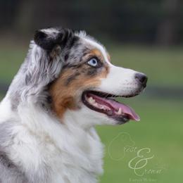 Sybill - Miniature Australian Shepherd