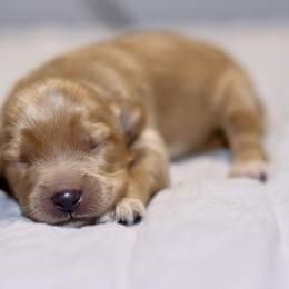 Boy 4 - Red male Australian Labradoodle puppy in Calhoun, Louisiana from Arrowhead Australian Labradoodles
