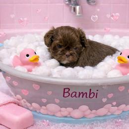 Bambi - Chocolate female Shih Tzu puppy in Hialeah, Florida from South East Coast Angels Shih Tzus