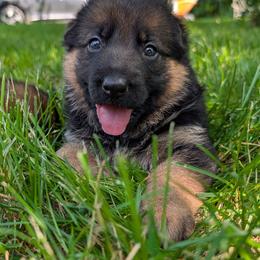 Ladybug Vom Legacy - Black and red female German Shepherd puppy in Kingsley, Michigan from Legacy German Shepherds
