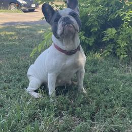Bulldog and French Bulldog All Grown Up from Fancy Like Bulldogs