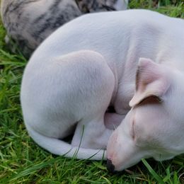 James - White Whippet puppy in Delaware, Ohio from Unionblue Whippets