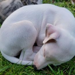 James - White Whippet puppy in Delaware, Ohio from Unionblue Whippets