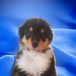 Collie Puppies from Sweetwater Rough Collies