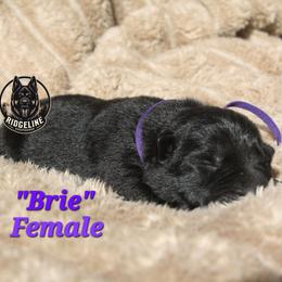 Brie - Black female German Shepherd puppy in Ratcliff, Arkansas from Ridgeline Shepherds
