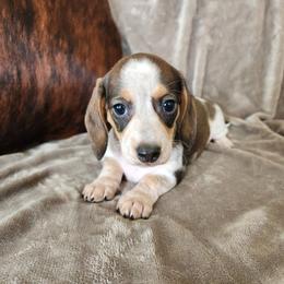 Karen - Piebald female Dachshund puppy in Lindsay, California from Lewis Creek Dachshunds