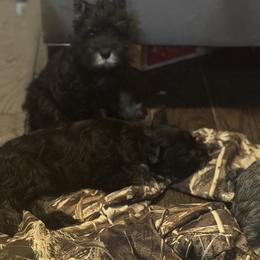Miniature Schnauzer puppies from Twisted R Farm