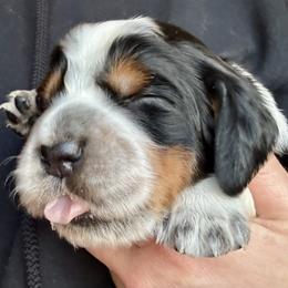 2 - Black white and tan male English Springer Spaniel puppy in Natural Bridge, Virginia from Sara's English Springer Spaniels