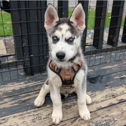 Cato - Black and white male Siberian Husky puppy in Kennesaw, Georgia from King Husky Puppies