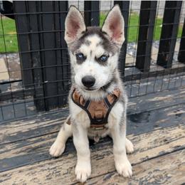 Cato - Black and white male Siberian Husky puppy in Kennesaw, Georgia from King Husky Puppies