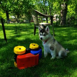 Alaskan Malamute Puppies from Delphi Alaskan Malamutes