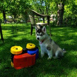 Alaskan Malamute Puppies from Delphi Alaskan Malamutes
