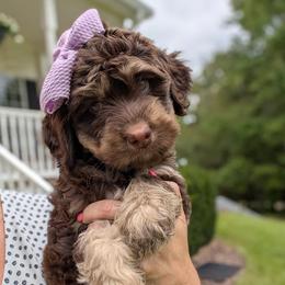 Pistashio (Tasha) - Brown female Bernedoodle puppy in Marion, Ohio from Doodles & Doxies