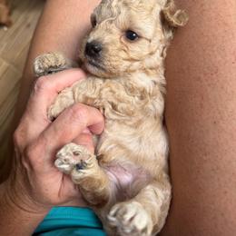 Kai - Apricot male Goldendoodle puppy in Wiggins, Mississippi from Hall Family Doodle Ranch