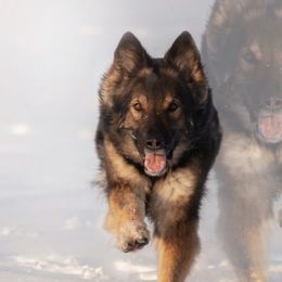 Azuki - German Shepherd