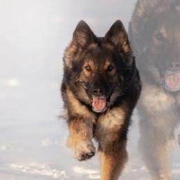 Azuki - German Shepherd