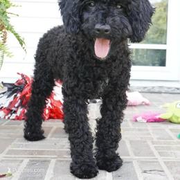 Keria - Poodle