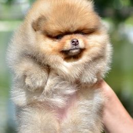 Pomeranians from Diana's Pomeranians
