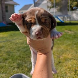 Beagle Puppies from Desert Sage Beagles