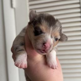 Hallie - Blue merle and white female American Corgi puppy in Anderson, California from Flying K Corgis