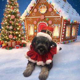 Girl 1 - female Miniature Schnauzer puppy in Cheyenne, Wyoming from Battlemountain Kennels