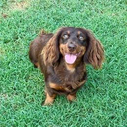 Pinkie Pie - Dachshund