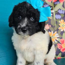 Beacker - female Newfypoo puppy in Hardin, Kentucky from Bluegrass Newfypoos
