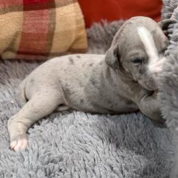 Blue Merle dark - Blue female Great Dane puppy in Greenville, South Carolina from Allen’s Ridge Ranch