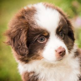 Toy Australian Shepherd Puppies from No Limit Ranch Miniature and Toy Australian Shepherds