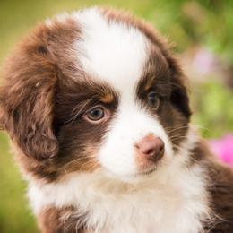 Toy Australian Shepherd Puppies from No Limit Ranch Miniature and Toy Australian Shepherds