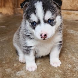 Pomsky Puppies from Pomsky Play-ce
