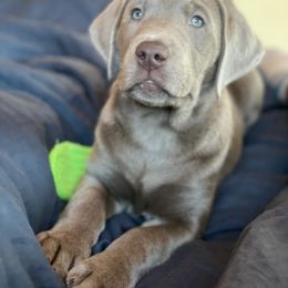 Dilute Retriever Puppies from MBR Labradors