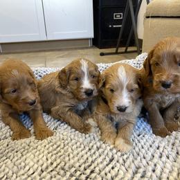 Maple Boy1 - Red  male Goldendoodle puppy in Sugarcreek, Ohio from True Hearted Doodles