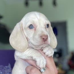 Ruby - Cream female Dachshund puppy in Venice, Florida from JD’s Weiner-Wonderland