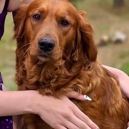 Maxine - Golden Retriever