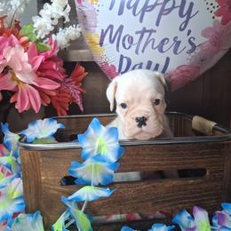 Boy 6 - White male Boxer puppy in Pikeville, Kentucky from Boxers of Whispered Wishes