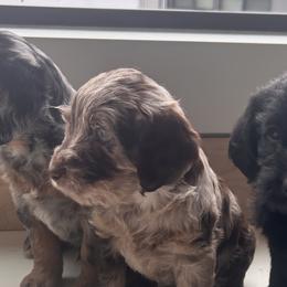 Labradoodles from Eastside Labradoodles