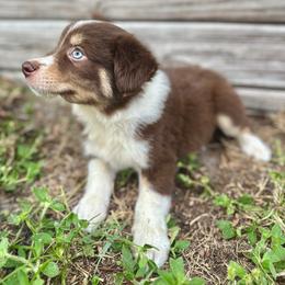 Forrest - Red tri male Miniature Australian Shepherd puppy in Saint Cloud, Florida from Dirty Paws