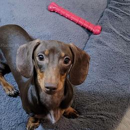 Charlie - Dachshund