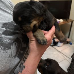 Rottweiler Puppies from Von Locher Rotties
