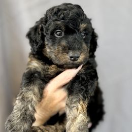 Canyon - Phantom male Bernedoodle puppy in Concord, California from Golden State Good Dogs